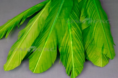 Декоративный Пучок из перьев, перо 24см/зеленый - купить в Чебоксарах. Цена: 12.19 руб.